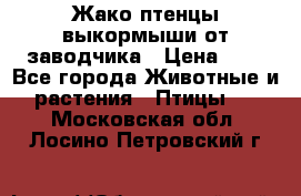 Жако птенцы выкормыши от заводчика › Цена ­ 1 - Все города Животные и растения » Птицы   . Московская обл.,Лосино-Петровский г.